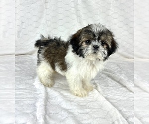 Shih Tzu Puppy for sale in FRANKLIN, IN, USA