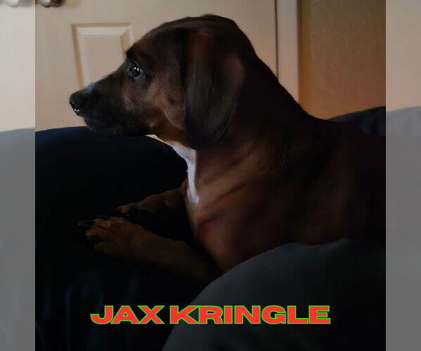 Medium Photo #3 Dachshund-Unknown Mix Puppy For Sale in San Antonio, TX, USA