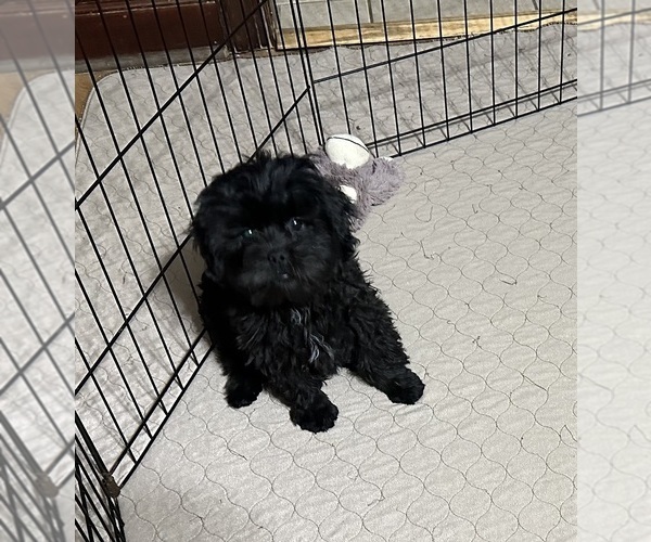 Medium Photo #4 ShihPoo Puppy For Sale in GLOUCESTER, VA, USA