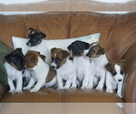 Image preview for Ad Listing. Nickname: Litter of 6