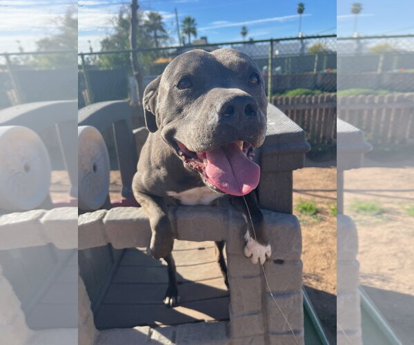 Medium Photo #5 American Pit Bull Terrier-Unknown Mix Puppy For Sale in phoenix, AZ, USA