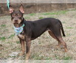Small #1 Bull Terrier-Doberman Pinscher Mix