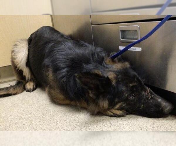 Medium Photo #1 German Shepherd Dog Puppy For Sale in Riverside, CA, USA