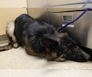 German Shepherd Dog Dogs for adoption in Riverside, CA, USA