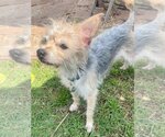Small Photo #1 Cairn Terrier Puppy For Sale in Menifee, CA, USA