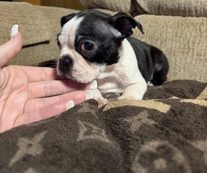 Boston Terrier Puppy for sale in ABILENE, TX, USA
