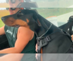 Small #1 Doberman Pinscher