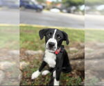 Small Labrador Retriever Mix