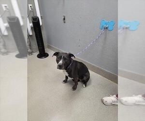 Mutt Dogs for adoption in Las Vegas, NV, USA