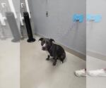 Small Mutt