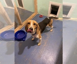 Beagle Puppy for sale in SUFFOLK, VA, USA
