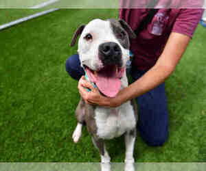 Medium American Pit Bull Terrier