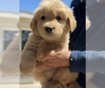 Small #1 Golden Retriever