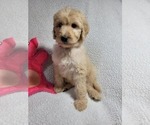 Small Photo #9 Goldendoodle Puppy For Sale in AIKEN, SC, USA