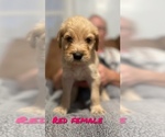 Small Photo #6 Goldendoodle Puppy For Sale in COVINGTON, TN, USA