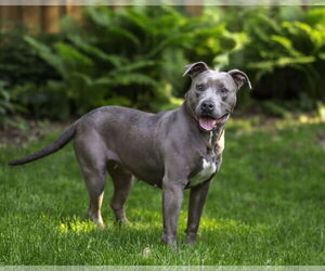 American Pit Bull Terrier-Unknown Mix Dogs for adoption in Farmington, MN, USA