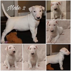 Bull Terrier Puppy for sale in TAYLOR, MI, USA