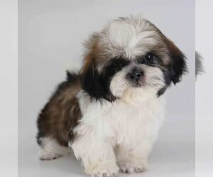 Shih Tzu Puppy for sale in LOS ANGELES, CA, USA