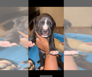 American Bully-American Pit Bull Terrier Mix Puppy for sale in LANSFORD, PA, USA