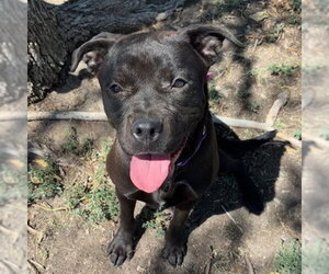 Labrador Retriever-Unknown Mix Dogs for adoption in Aurora, CO, USA