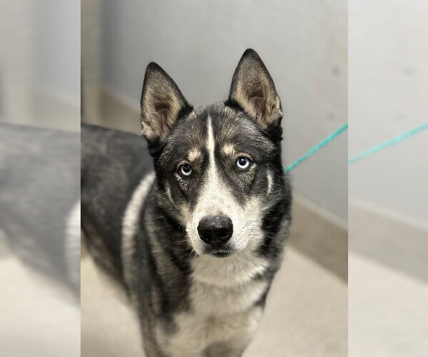 Medium Photo #1 Siberian Husky-Unknown Mix Puppy For Sale in Las Vegas, NV, USA