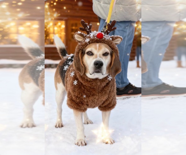 Medium Photo #1 Mutt Puppy For Sale in Westwood, NJ, USA