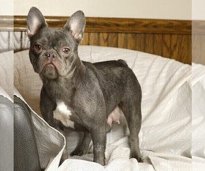 Mother of the French Bulldog puppies born on 03/06/2023