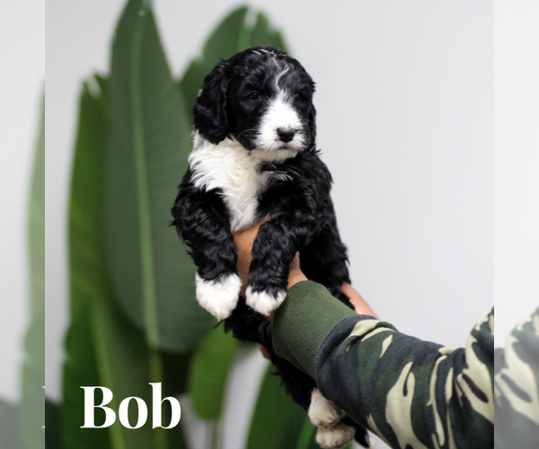 Medium Photo #2 Sheepadoodle Puppy For Sale in RIVERSIDE, CA, USA