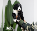 Small Photo #2 Sheepadoodle Puppy For Sale in RIVERSIDE, CA, USA