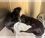 OAKLEY - Male Chihuahua-Unknown Mix Dog for Adoption - Small photo