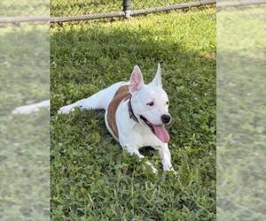Labrador Retriever-Unknown Mix Dogs for adoption in Derwood, MD, USA