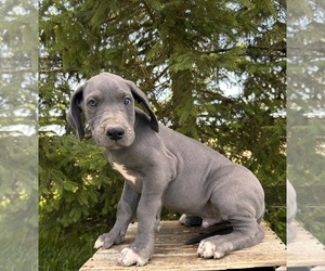 Cane Corso Puppy for sale in MIDDLEBURY, IN, USA