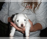 Small Photo #6 Coton de Tulear Puppy For Sale in COLUMBIA, MO, USA