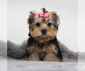 Yorkshire Terrier Puppy for sale in LOS ANGELES, CA, USA