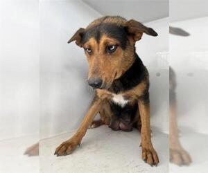 German Shepherd Dog-Unknown Mix Dogs for adoption in Houston, TX, USA