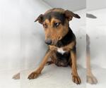 Small German Shepherd Dog Mix