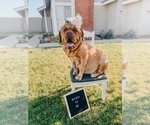 Small Photo #1 Dogue de Bordeaux Puppy For Sale in RIVERSIDE, CA, USA