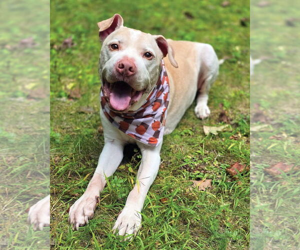 Medium Photo #3 American Pit Bull Terrier Puppy For Sale in Westminster, MA, USA