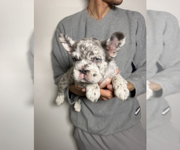 Medium Photo #2 French Bulldog Puppy For Sale in PLAYA VISTA, CA, USA