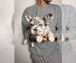 Mimi - Female French Bulldog Puppy for Sale - Photo #2