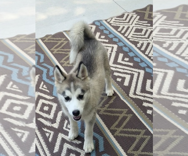 Medium Photo #1 Pomsky Puppy For Sale in VENUS, PA, USA