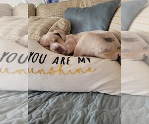 Beabull Puppy for sale in PORTAGE, IN, USA