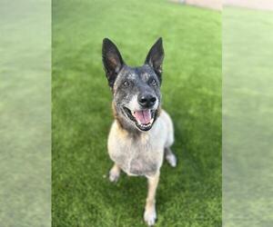 German Shepherd Dog Dogs for adoption in Chula Vista, CA, USA