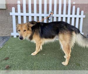 German Shepherd Dog-Unknown Mix Dogs for adoption in Modesto, CA, USA