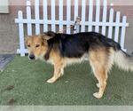 Small German Shepherd Dog Mix