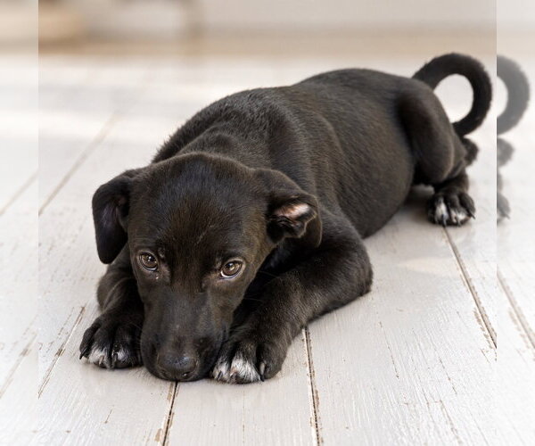 Medium Photo #1 Shepradors Puppy For Sale in Southbury, CT, USA