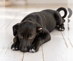Treat Boo ~ meet me! - Female Shepradors Dog for Adoption - Small photo