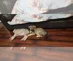 Small Photo #26 German Shepherd Dog Puppy For Sale in ANKENY, IA, USA