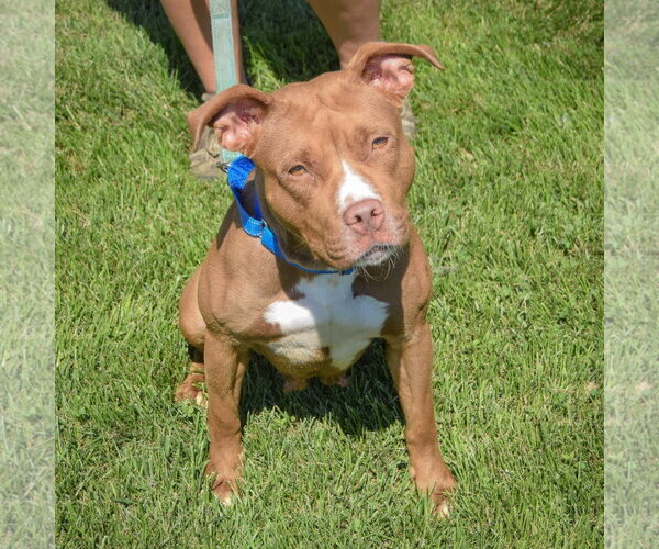 Medium Photo #5 American Staffordshire Terrier-Boxer Mix Puppy For Sale in Huntley, IL, USA