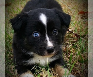 Miniature Australian Shepherd Puppy for sale in SMITHVILLE, AR, USA